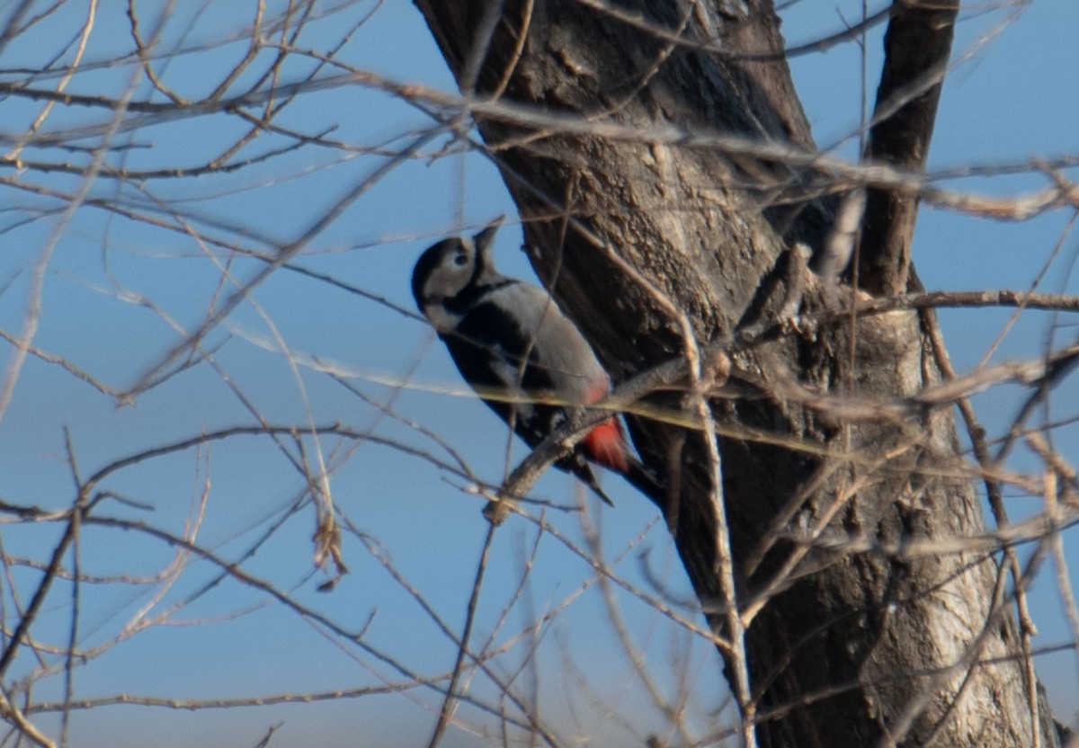 Great Spotted Woodpecker - ML617396682