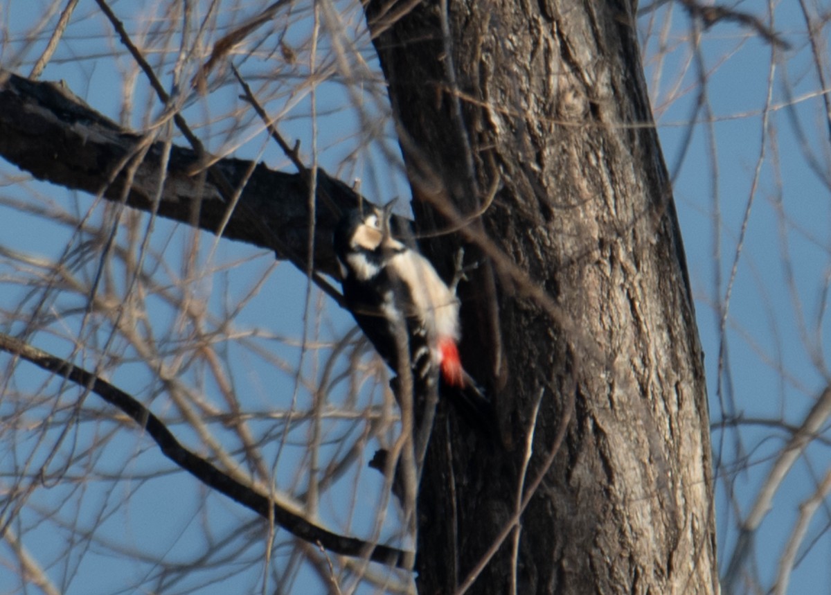Great Spotted Woodpecker - ML617396683