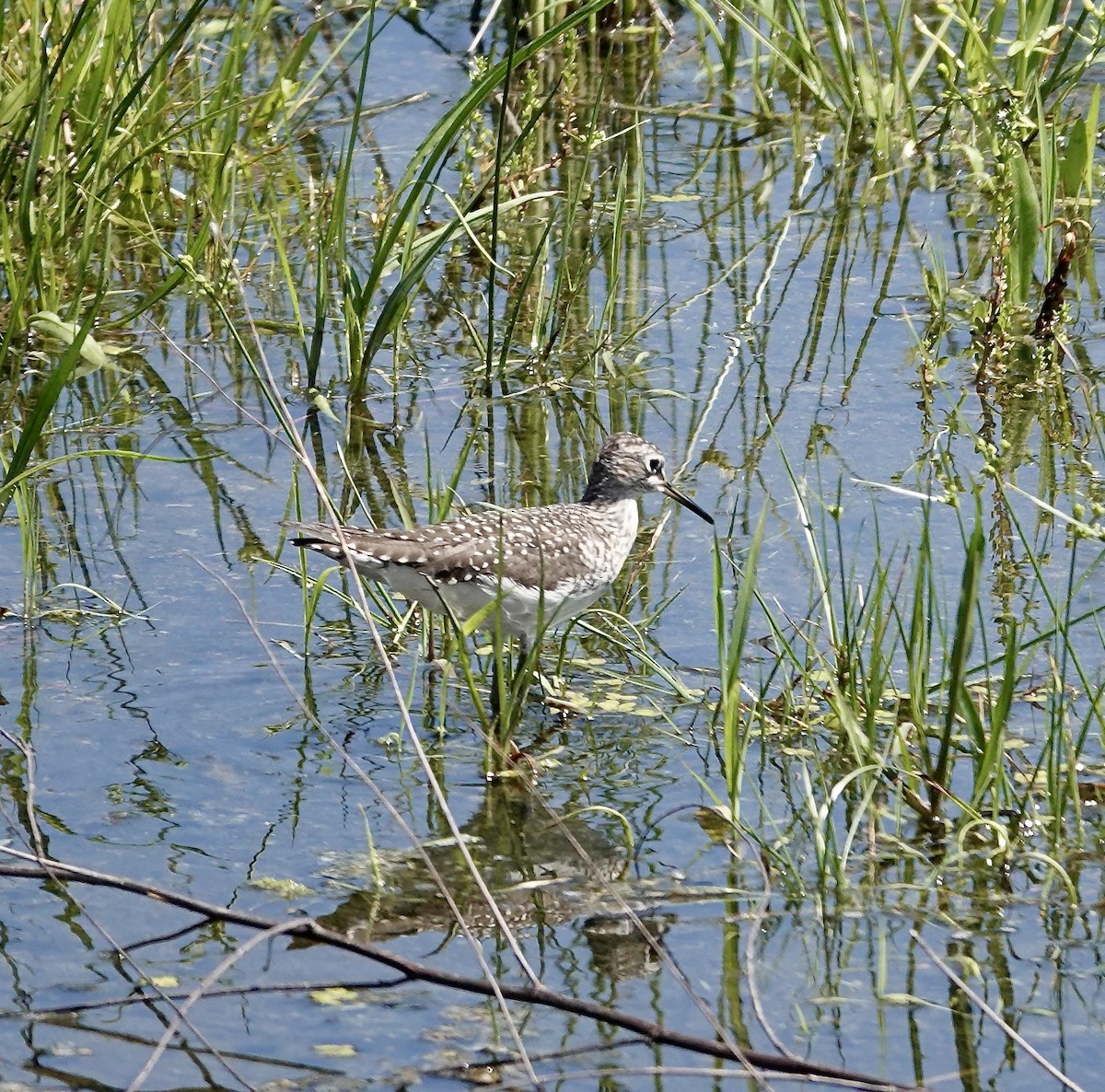 Least Sandpiper - ML617396762