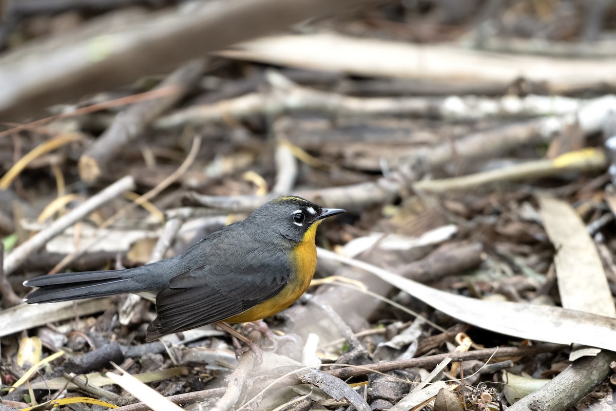 Fan-tailed Warbler - ML617396795