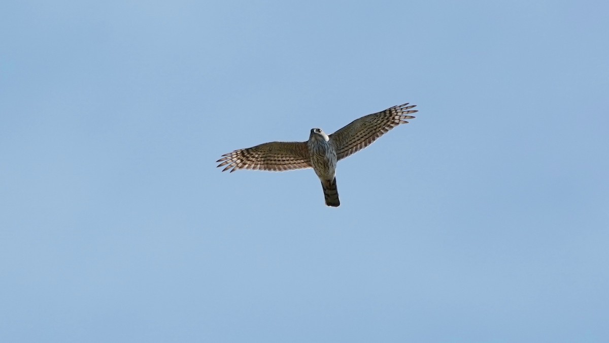 Cooper's Hawk - ML617396806