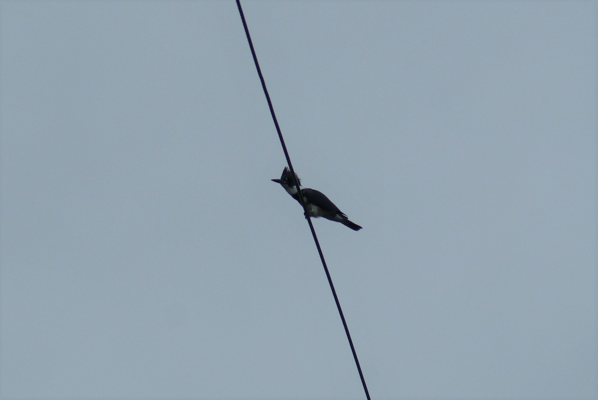 Belted Kingfisher - ML61739681