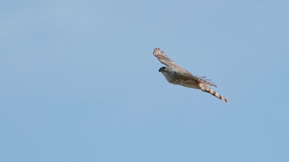 Cooper's Hawk - ML617396811