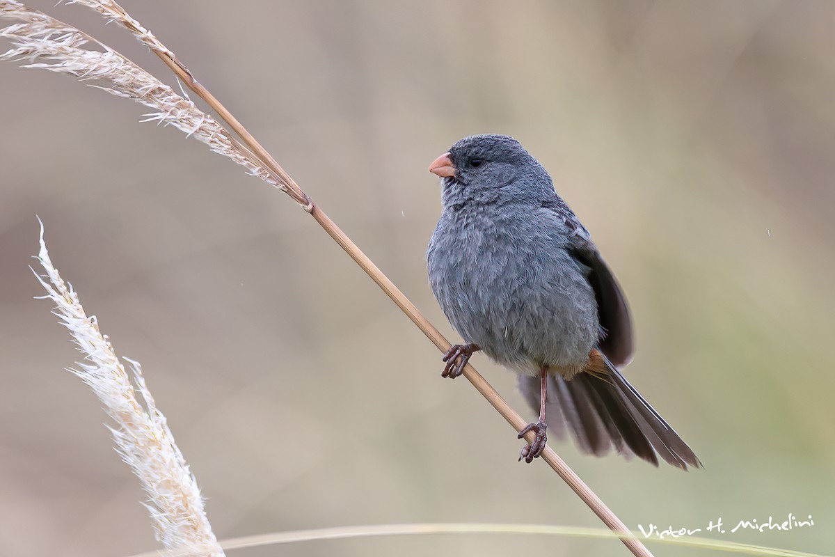 Band-tailed Seedeater - Victor Hugo Michelini