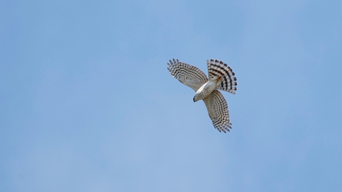 Cooper's Hawk - ML617396830