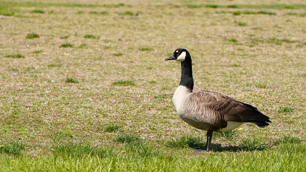 Canada Goose - ML617396844