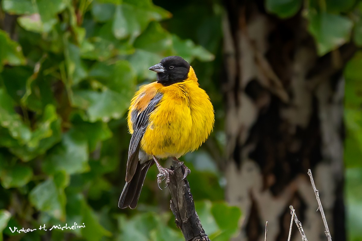 Black-hooded Sierra Finch - Victor Hugo Michelini