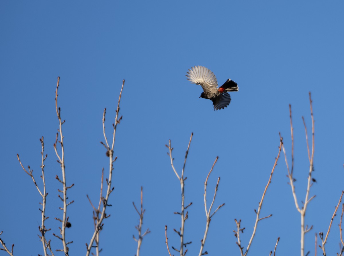 Red-vented Bulbul - ML617396855