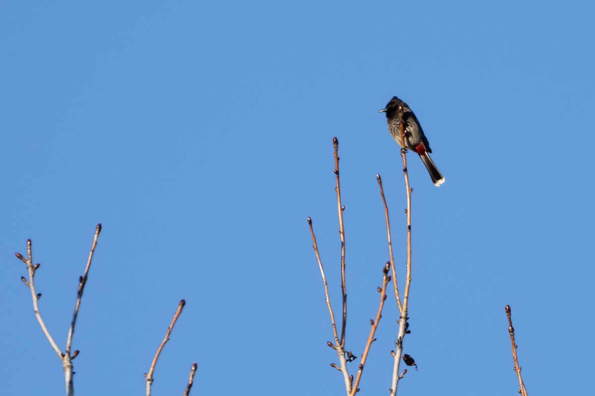 Red-vented Bulbul - ML617396856