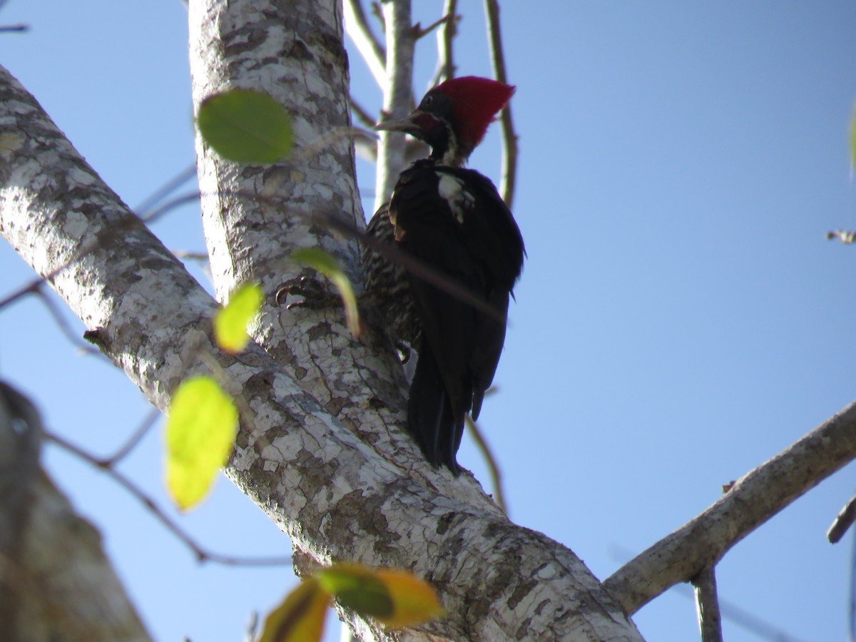 Lineated Woodpecker - ML617396957