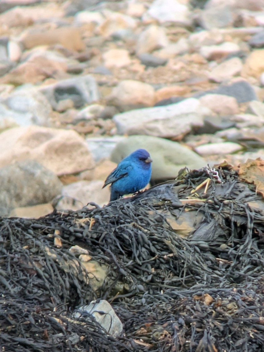 Indigo Bunting - ML617396963