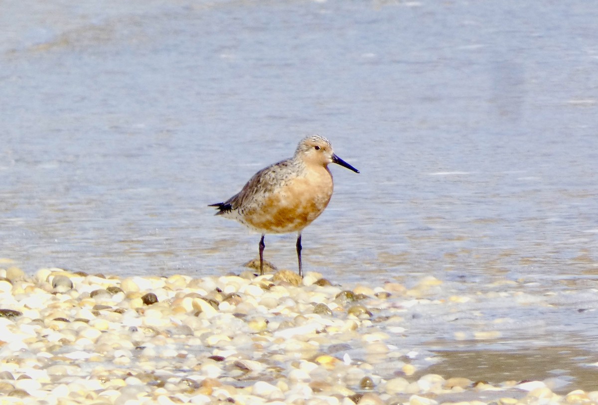 Red Knot - ML617396980