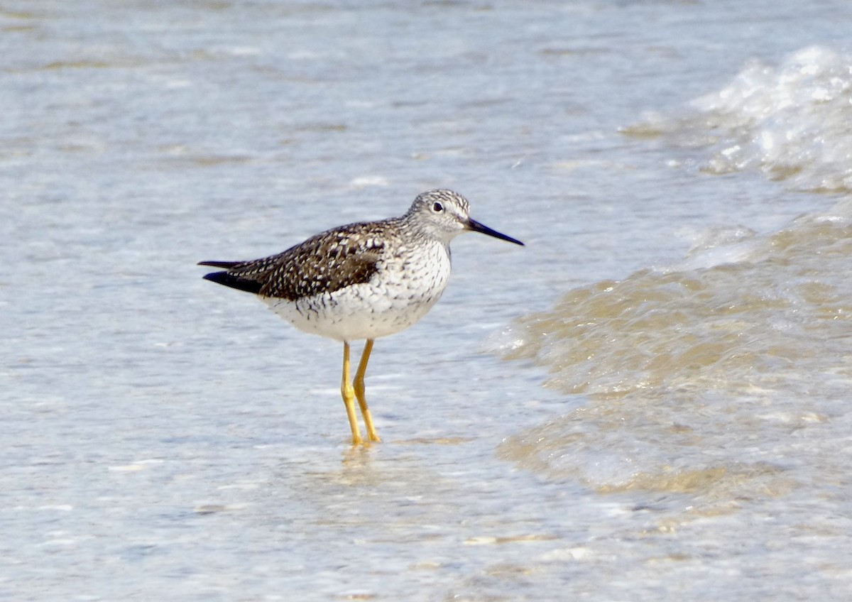 Greater Yellowlegs - ML617396988