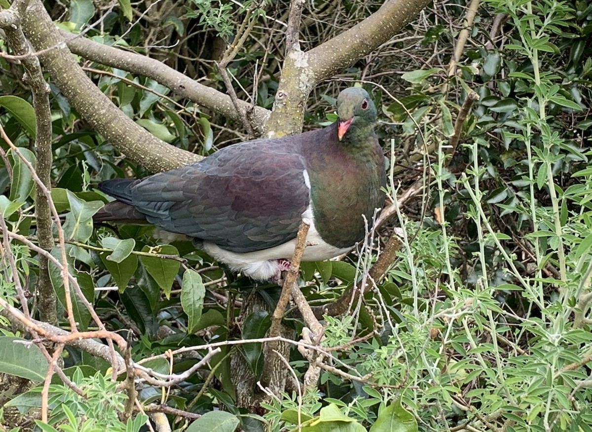 holub maorský - ML617397035