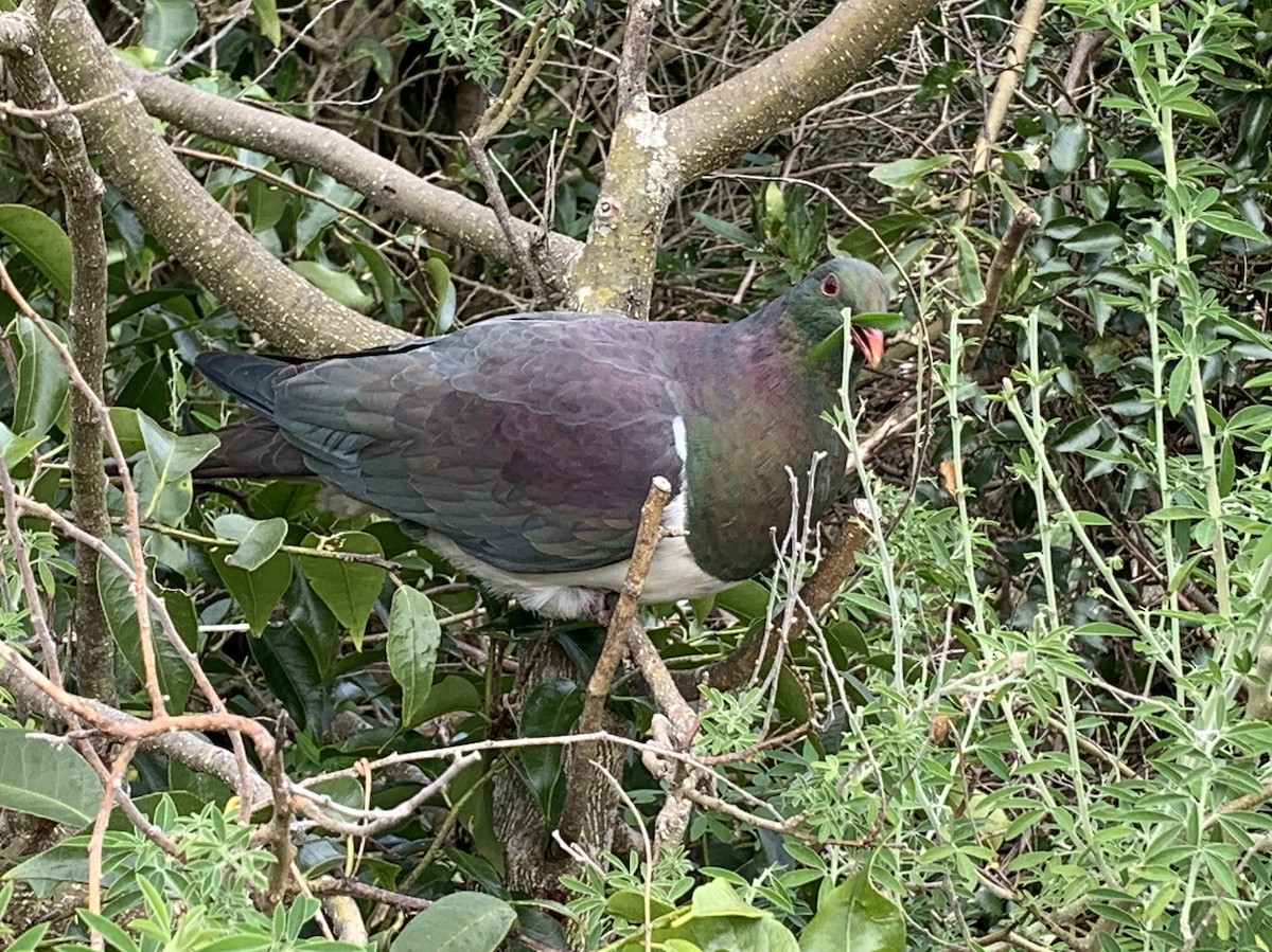 holub maorský - ML617397036