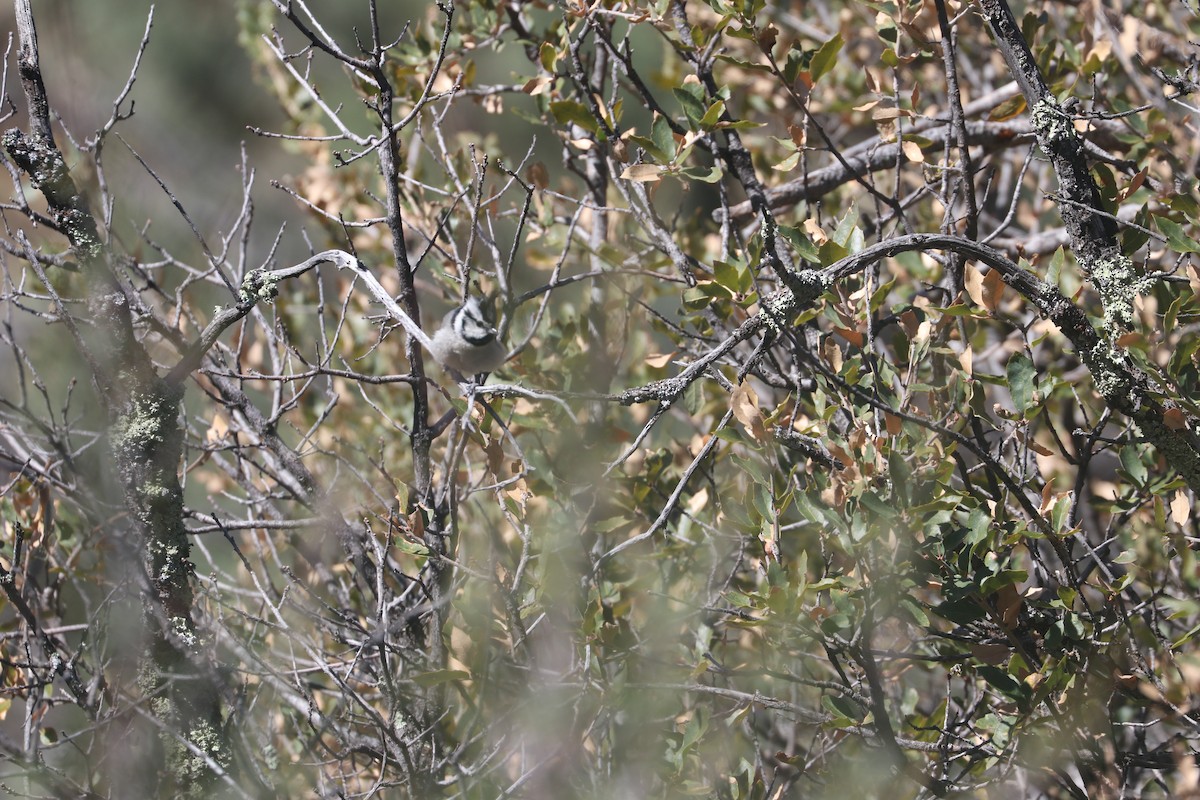 Bridled Titmouse - Dave Cleary