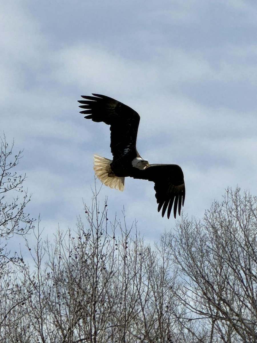 Bald Eagle - ML617397167