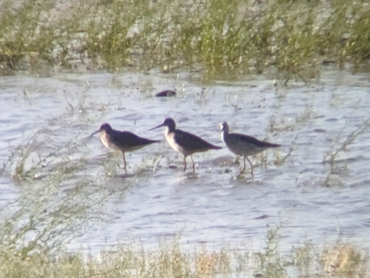 Greater Yellowlegs - ML617397216