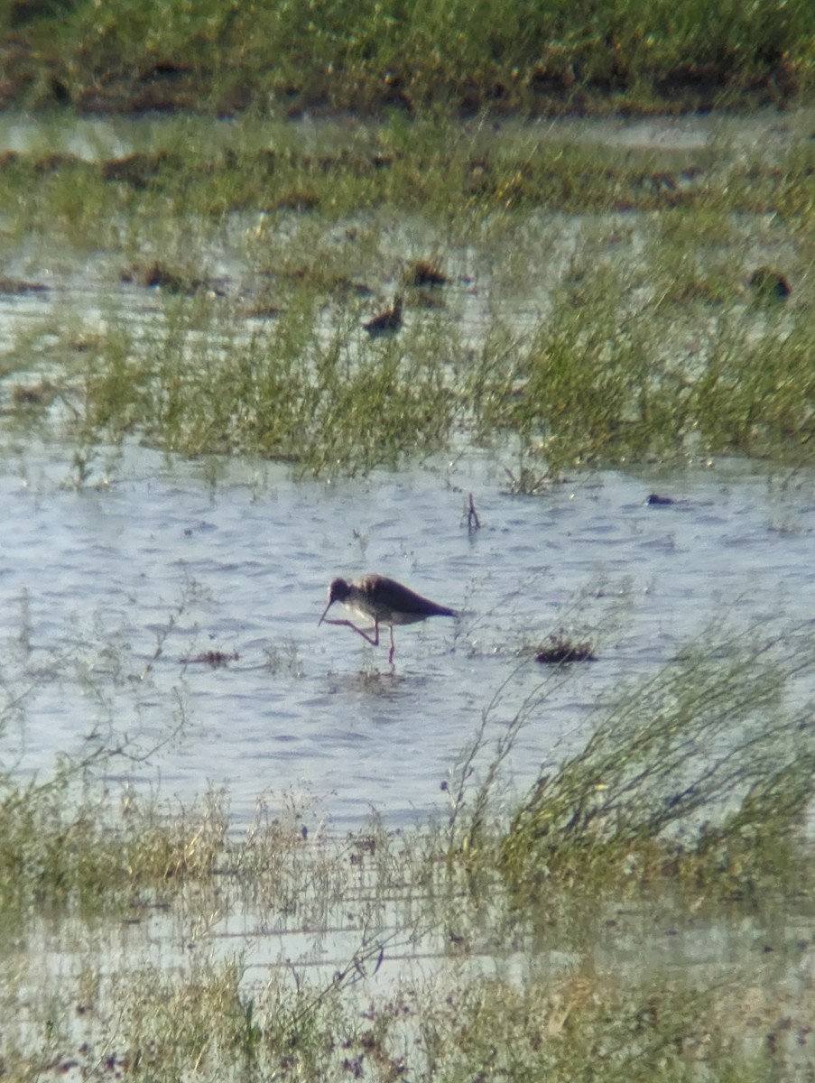 Greater Yellowlegs - ML617397220