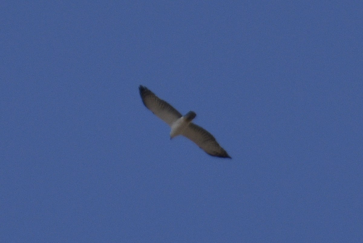 Black-and-white Hawk-Eagle - Santiago Bolarte