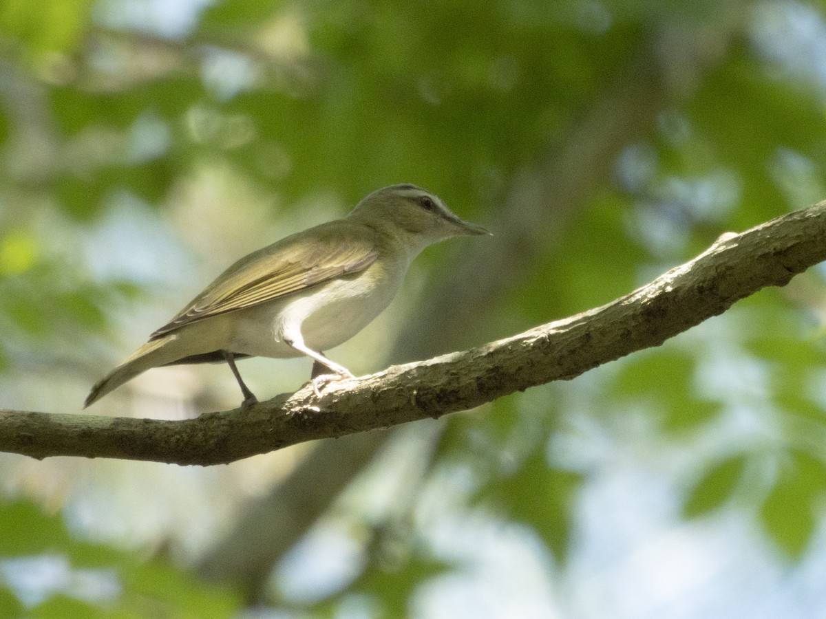 Kızıl Gözlü Vireo - ML617397247