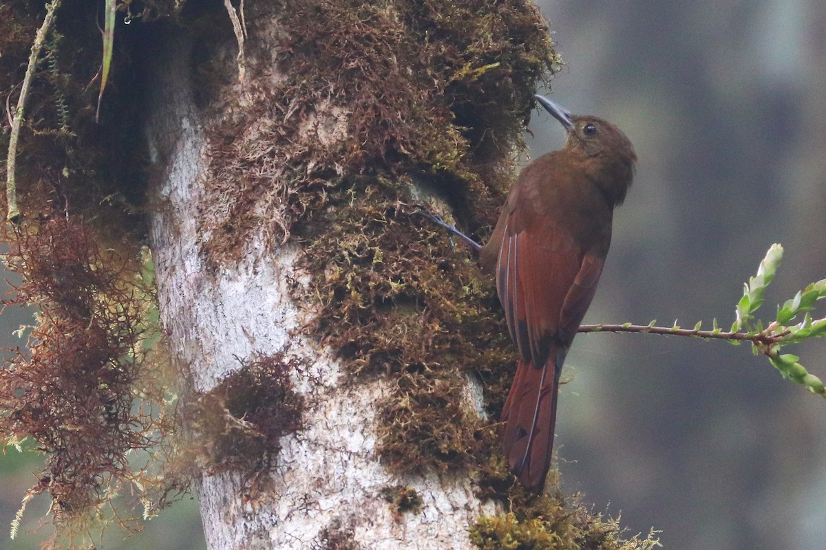 Tyrannine Woodcreeper - ML617397281