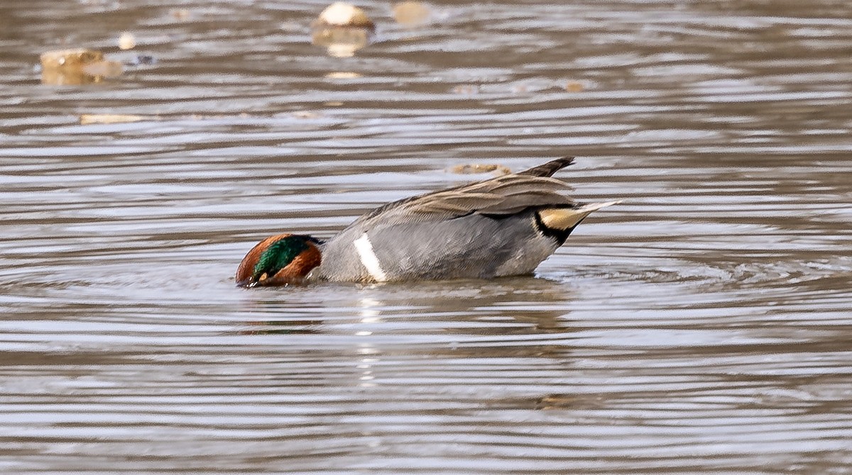 Green-winged Teal - ML617397282