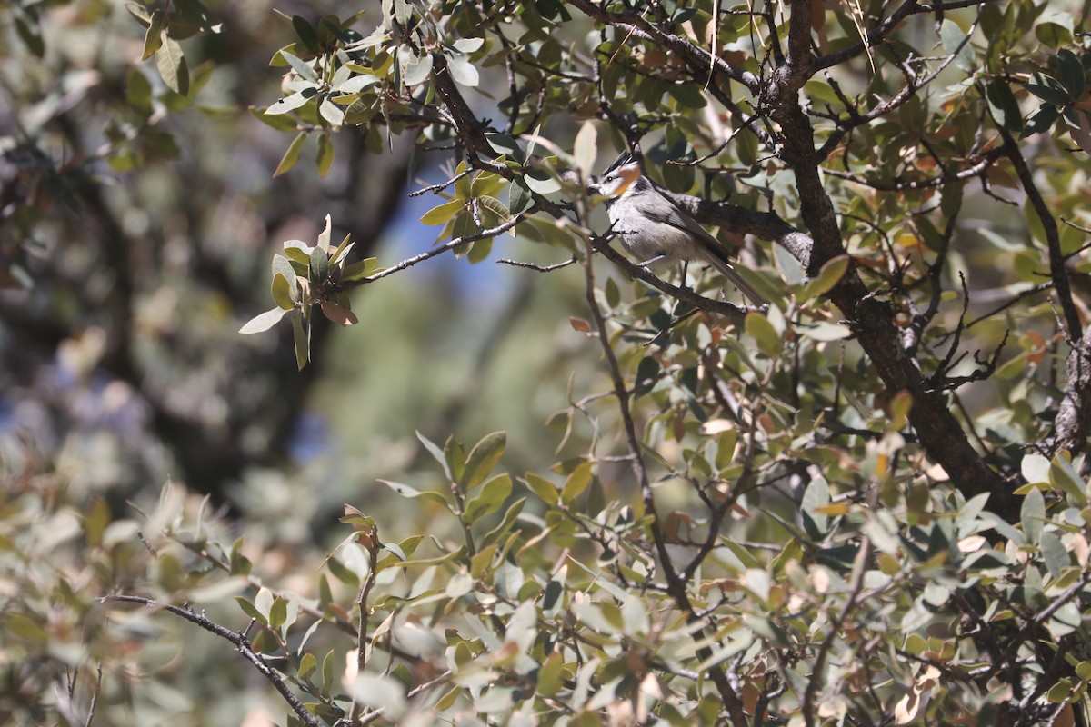 Bridled Titmouse - Dave Cleary