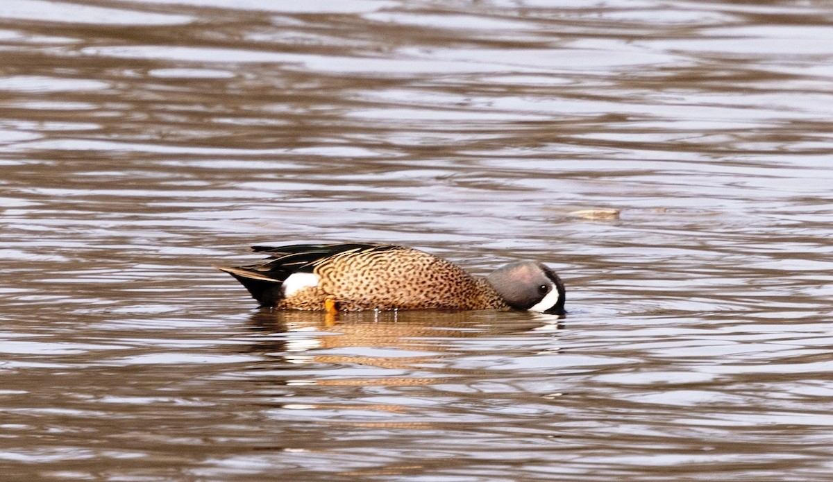 Blue-winged Teal - ML617397294