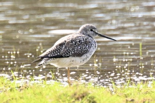 Greater Yellowlegs - Janet Brooks