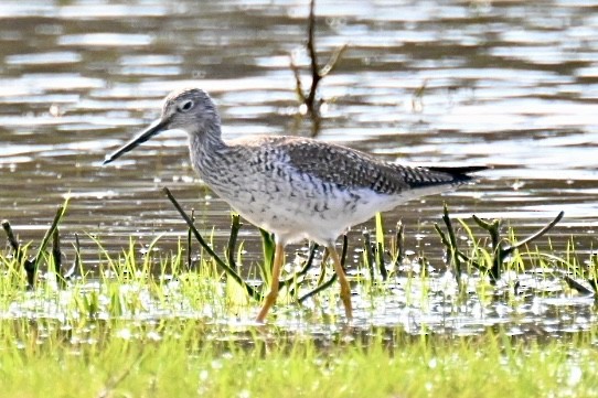 Greater Yellowlegs - ML617397308