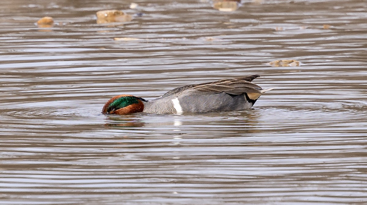 Green-winged Teal - ML617397313