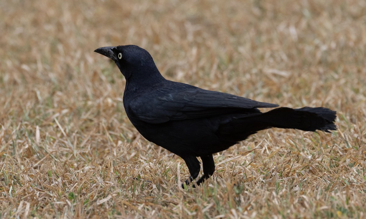 Greater Antillean Grackle - ML617397317