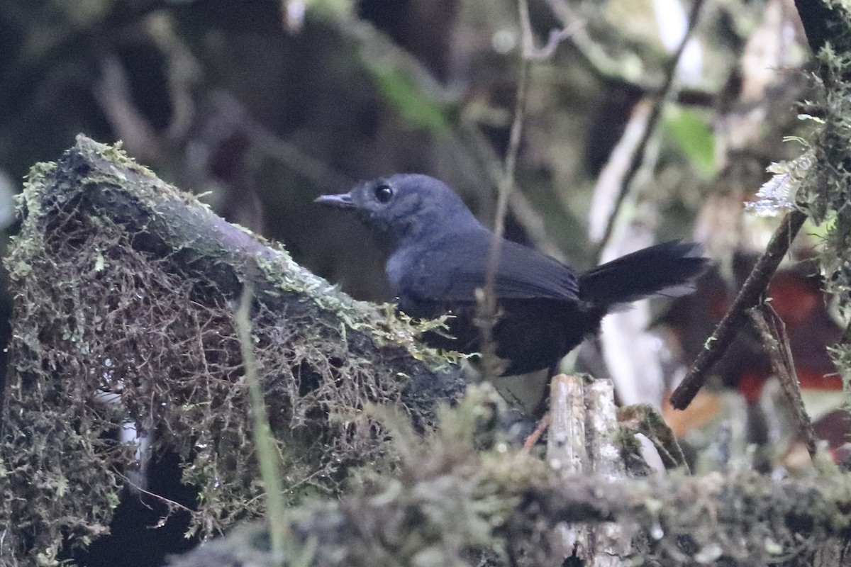 Nariño Tapaculo - ML617397324