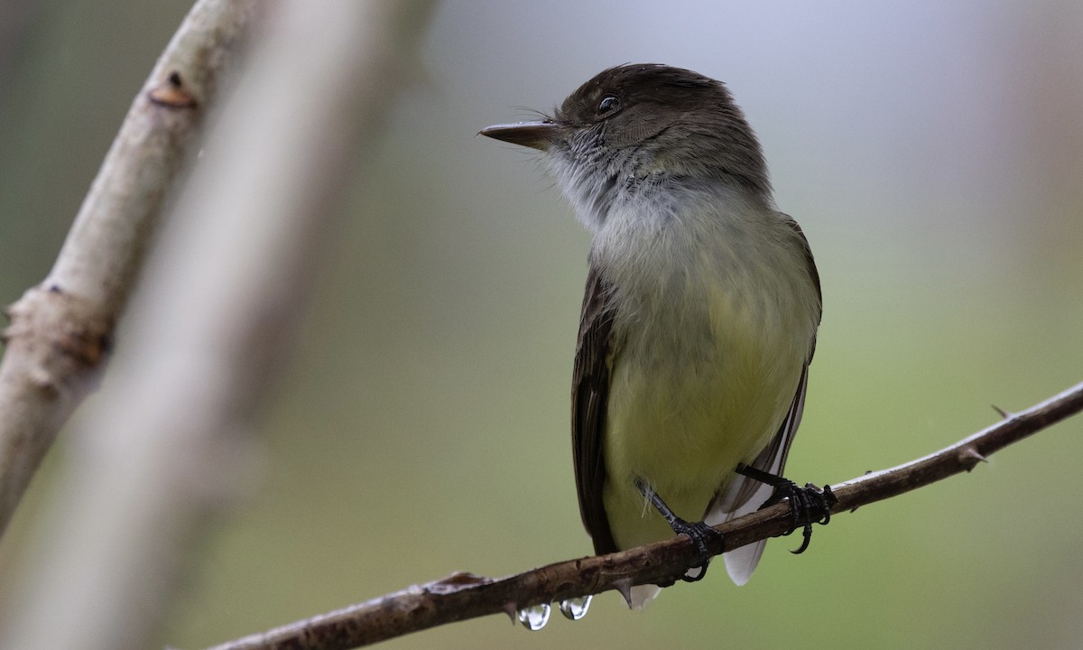 Sad Flycatcher - Ben Loehnen