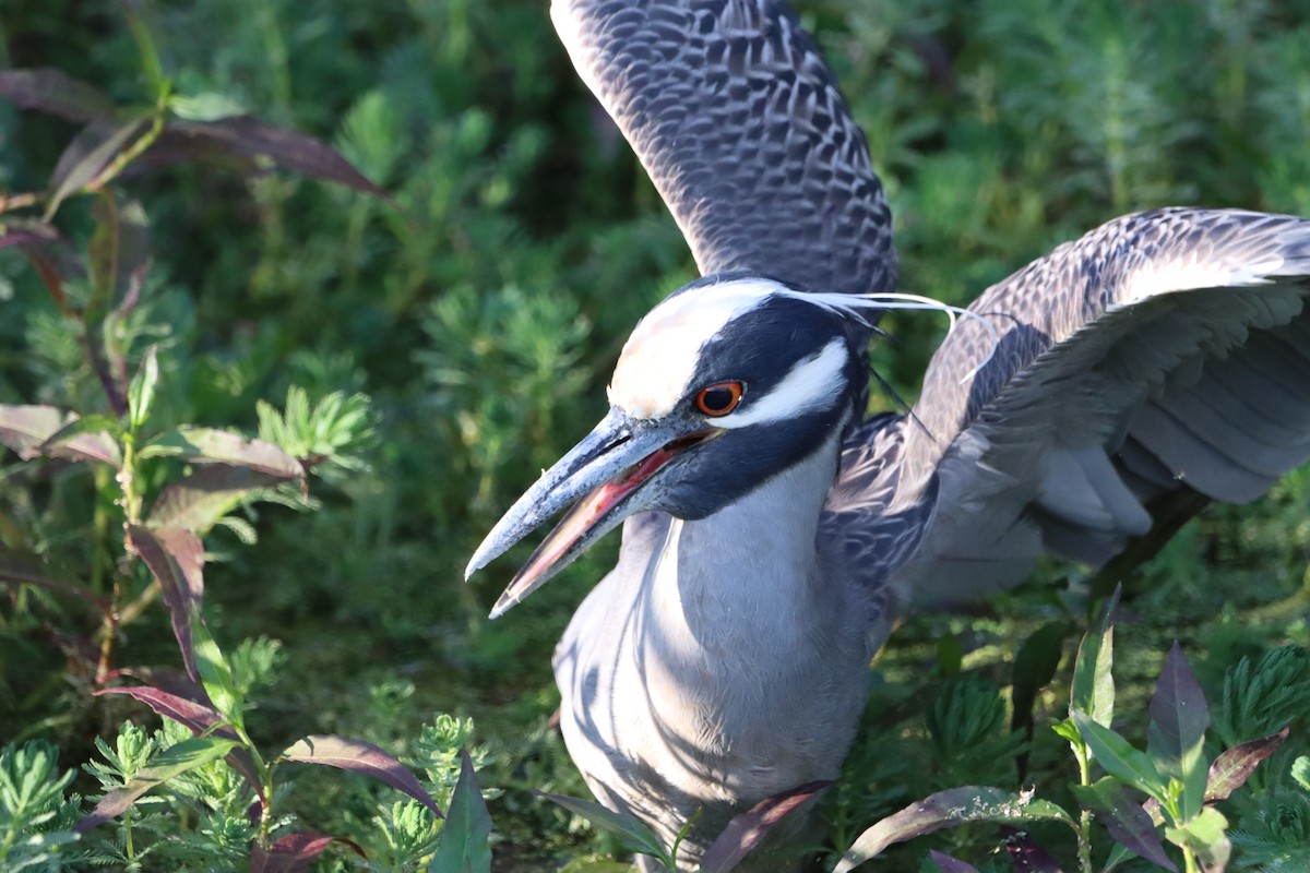 Yellow-crowned Night Heron - ML617397332