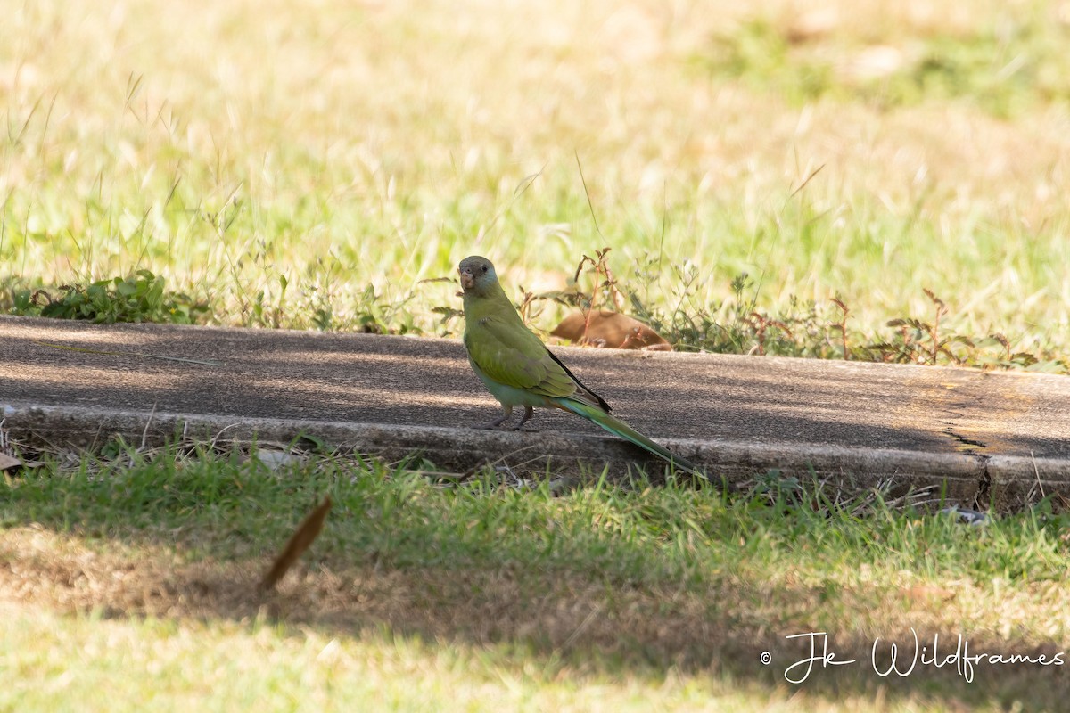 Hooded Parrot - ML617397336