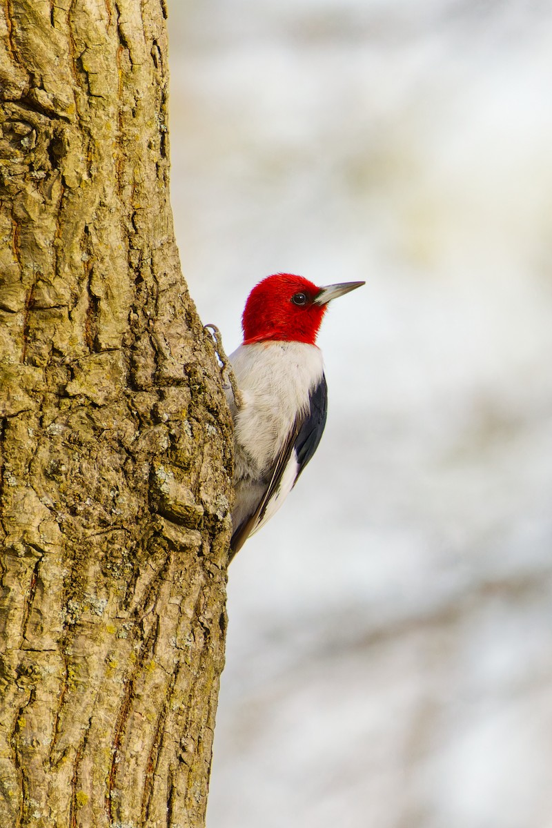 Red-headed Woodpecker - ML617397368