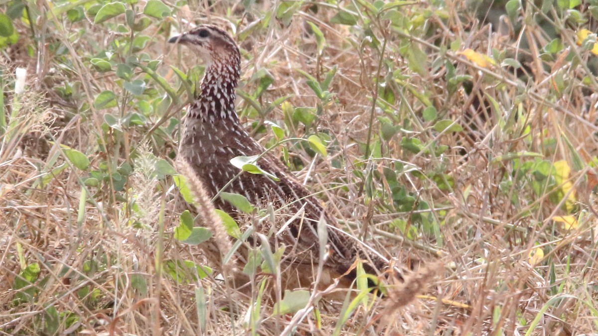 Crested Francolin - ML617397430