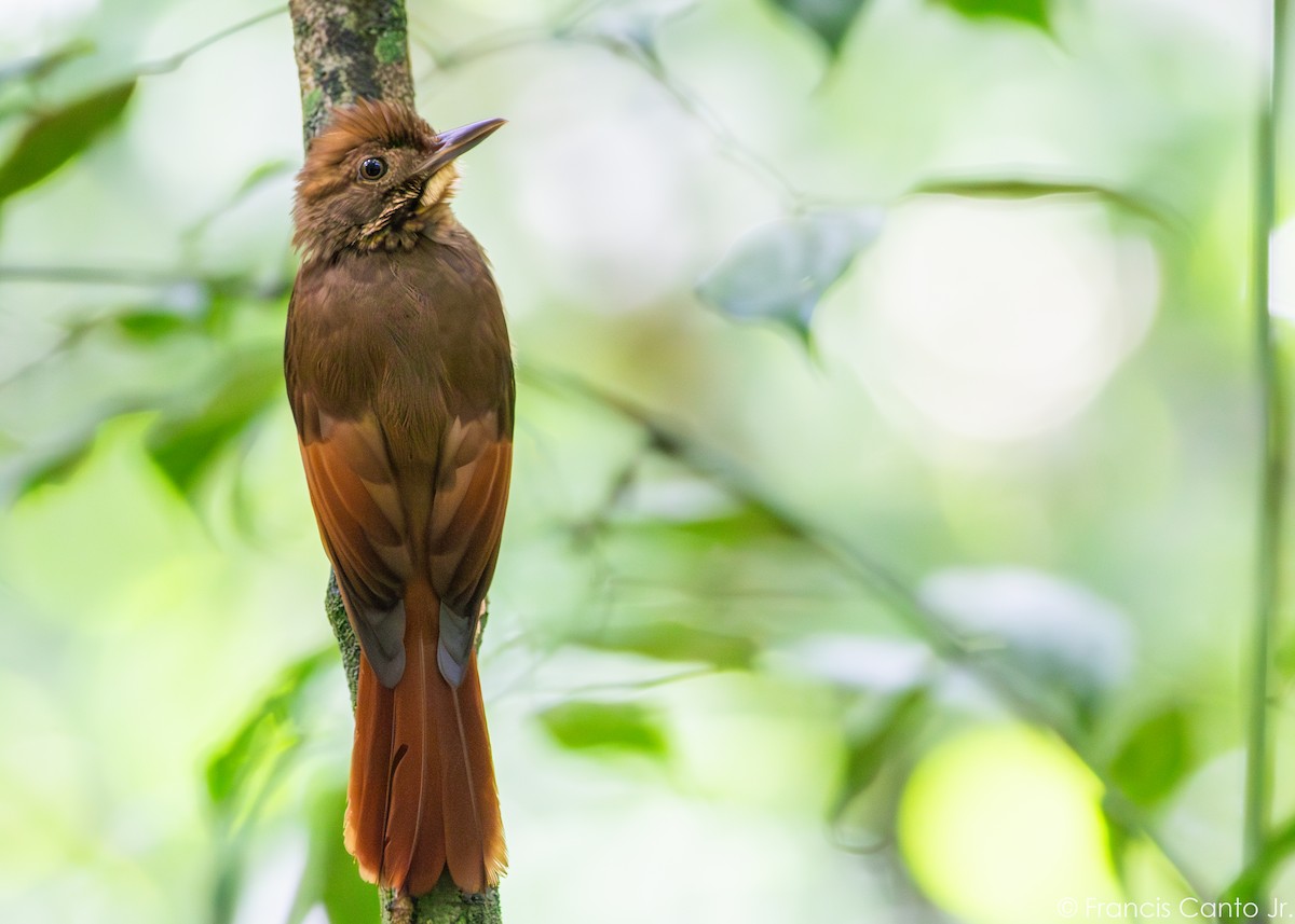 Tawny-winged Woodcreeper - ML617397433