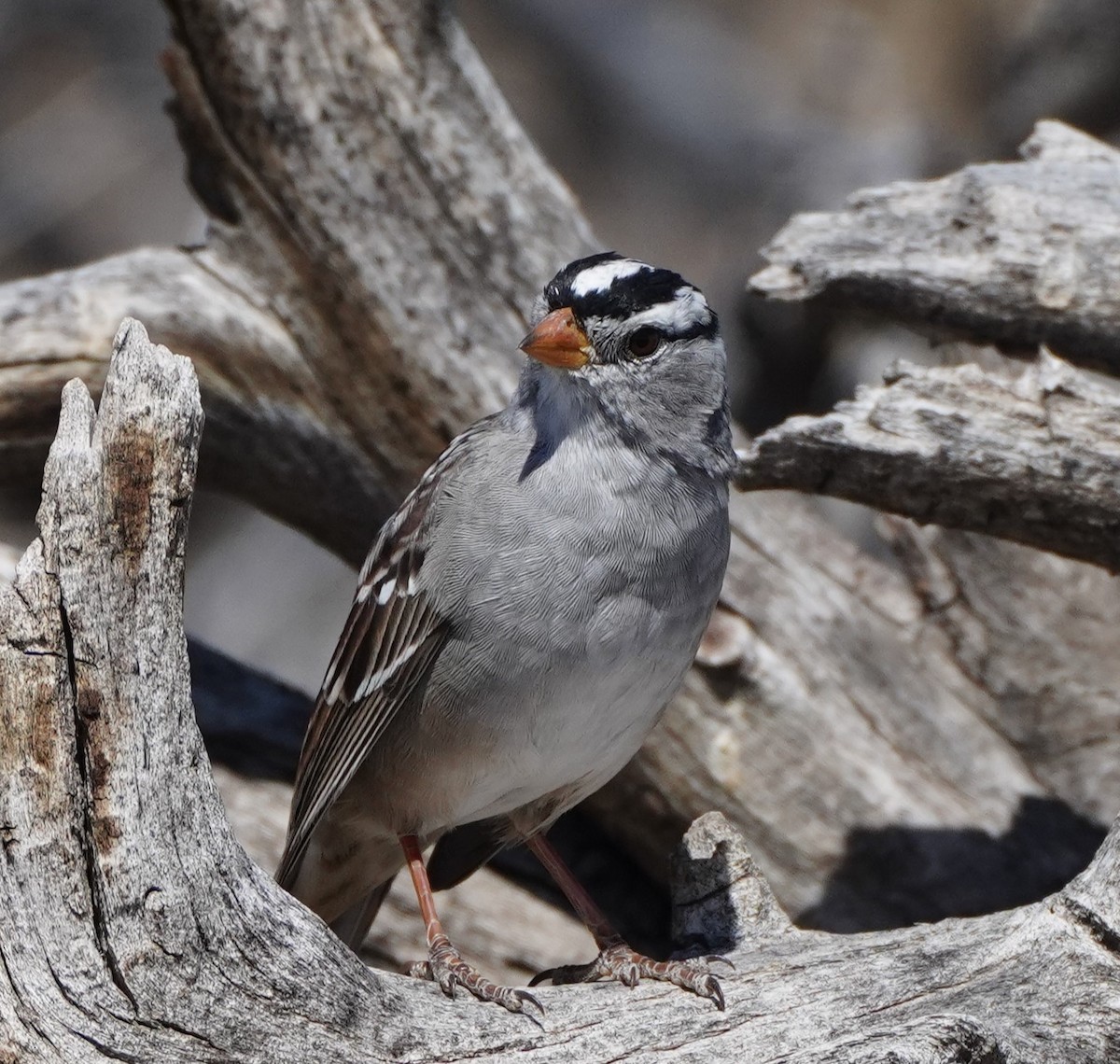 White-crowned Sparrow - linda p