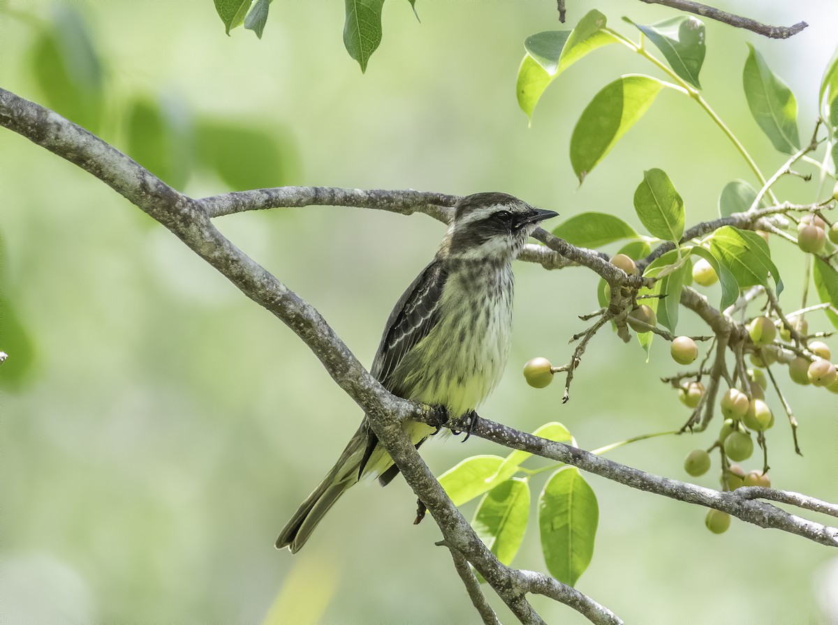 Piratic Flycatcher - ML617397444