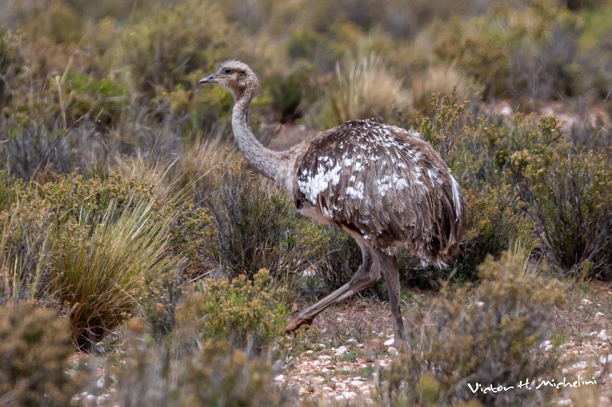 Lesser Rhea - ML617397555