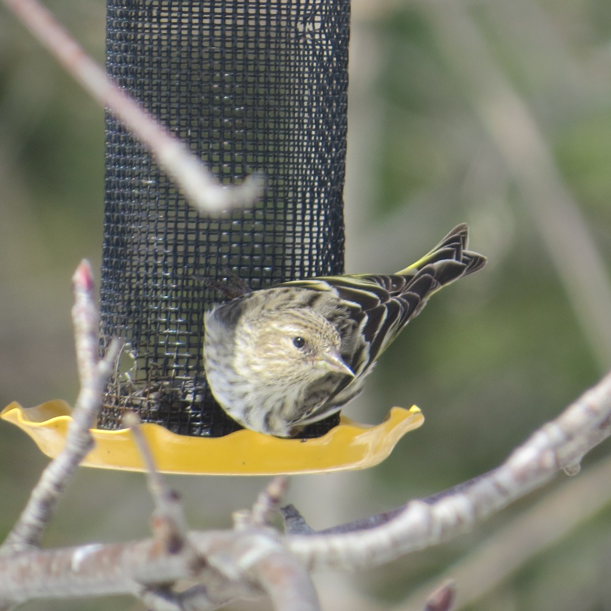 Pine Siskin - Steve Decker