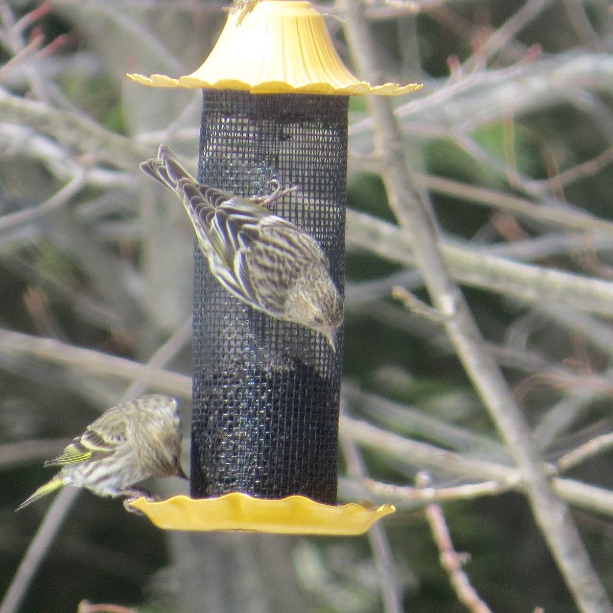 Pine Siskin - Steve Decker