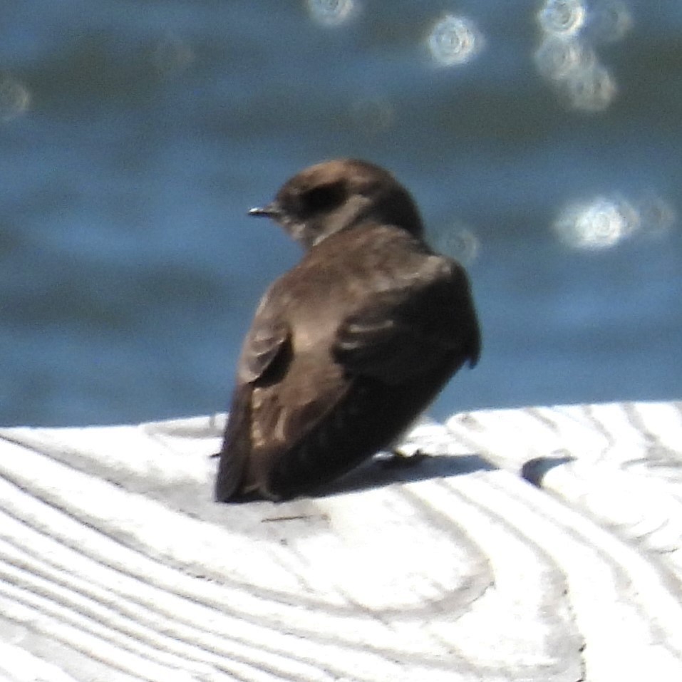 Northern Rough-winged Swallow - ML617397585