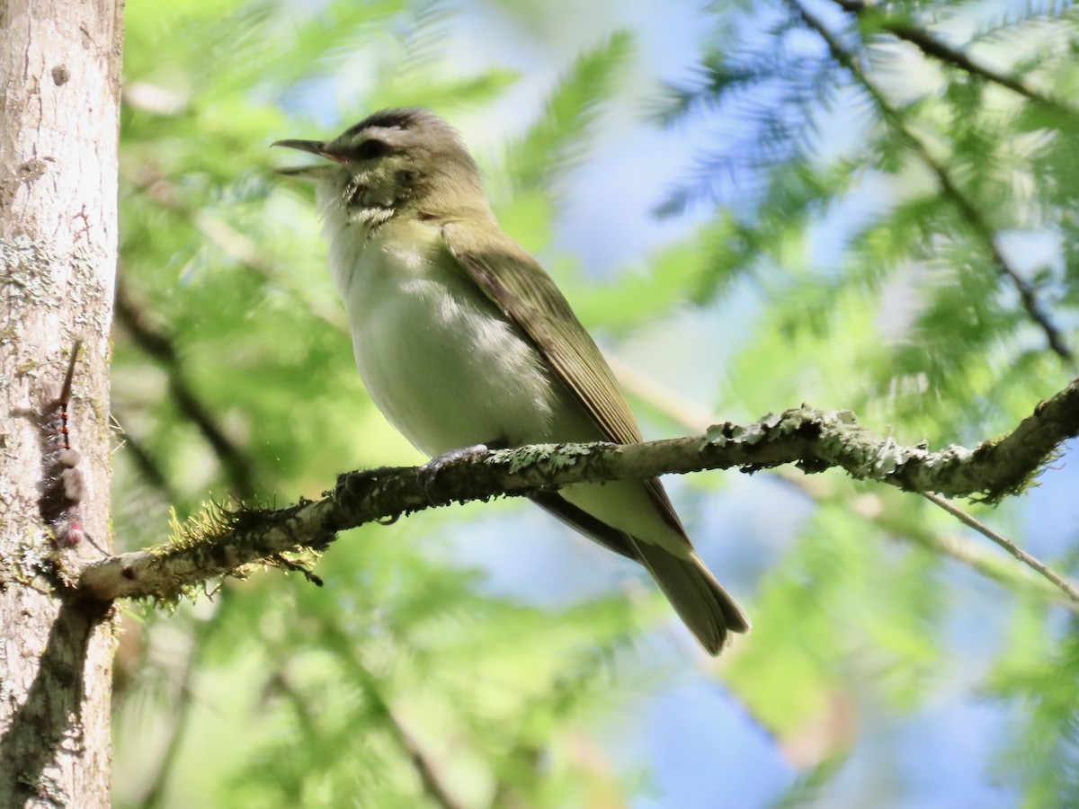 Red-eyed Vireo - ML617397599