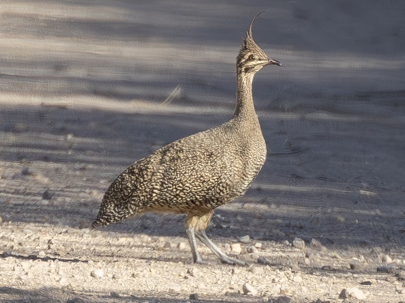 Elegant Crested-Tinamou - Peter Kondrashov