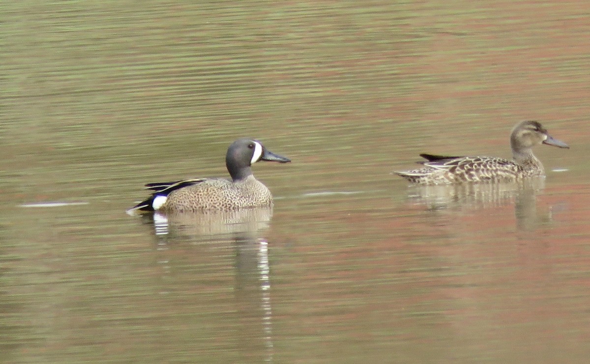 Blue-winged Teal - ML617397648