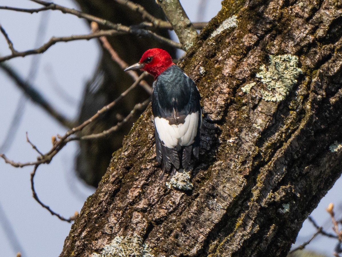 Red-headed Woodpecker - ML617397671